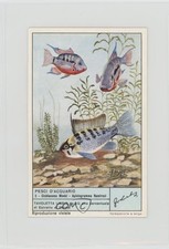 1950s Liebig Aquarium Fish