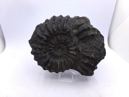 Une belle ammonite - fossile, du