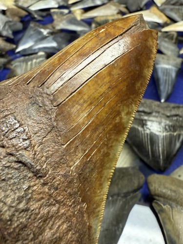 Ashepoo river megalodon - ashepoo,