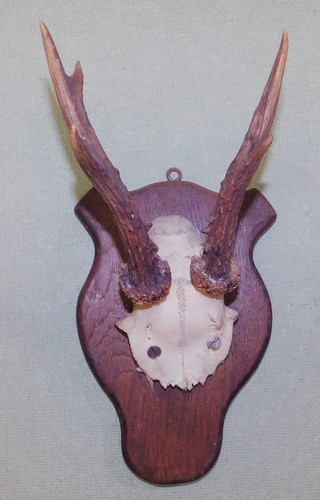 Ancien trophee chasse - de,