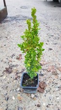 Buxus sempervirens 'Château'