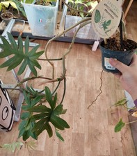 Philodendron mayoi – Feuillage palmé et nervuré, plante tropicale rare