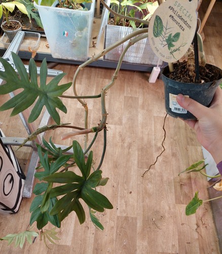Philodendron mayoi - , –