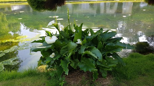 Zantedeschia aethiopica arum - /,