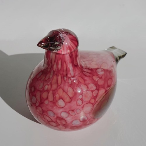 Oiseaux bec brut pin par - bec,