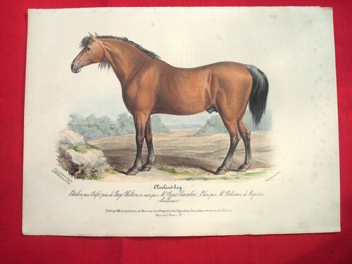 Cheval equitation elevage - equitation,