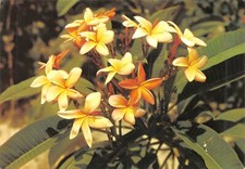 CPM Caribbean Frangipani Flower (285784)