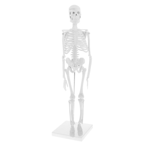 Kit maquette squelette - maquette,