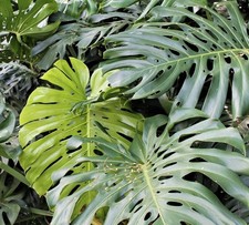 Monstera deliciosa | Swiss cheese plant | Split-leaf philodendron - Plante gruyè