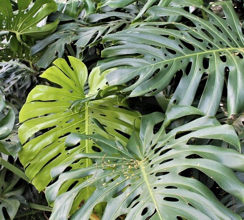 Monstera deliciosa 50cm - monstera, 40-50cm