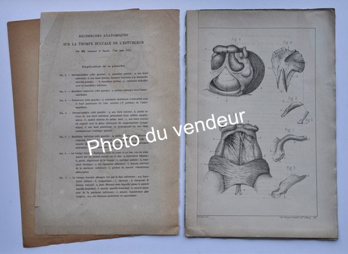 Ichtyologie jourdain 1878 - ichtyologie:, jourdain,