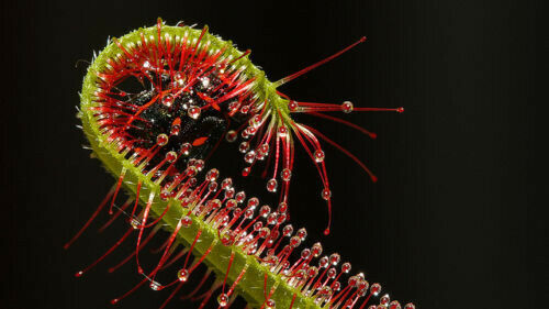 Drosera capensis 10 - drosera, graines