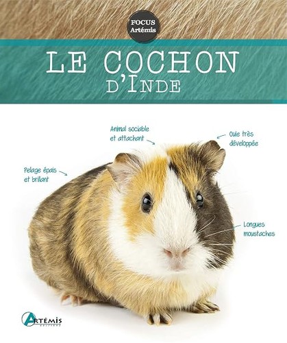Cochon inde collectif - cochon, d'inde