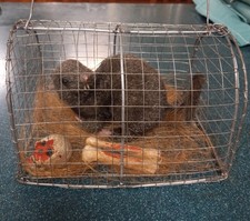 Halloween rat in cage prop decor figure scary