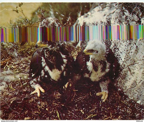 Carte postale animaux - carte,