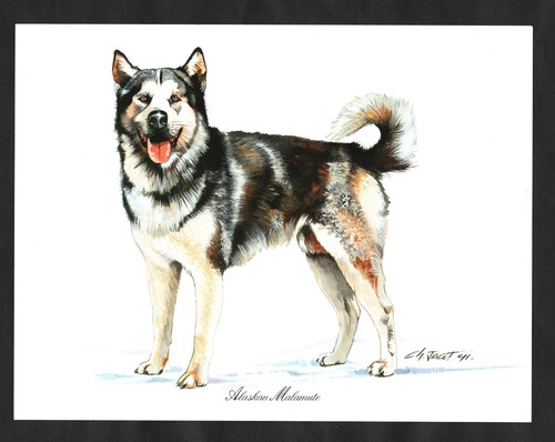 Alaskan malamute dog stunning - dog,