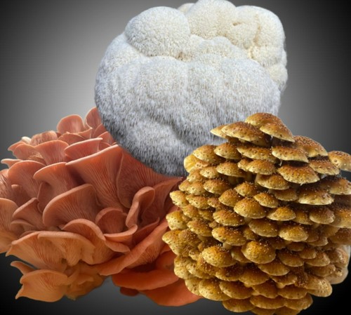 Mushroom grow kit variety - grow,