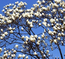 Magnolia denudata - Magnolia