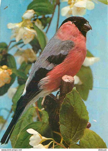 Carte postale animaux - -,