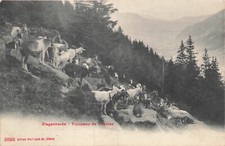 74 CHAMONIX MONT-BLANC CHEVRIER - GOATS - 54861