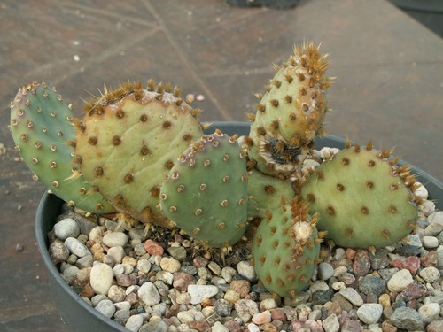 Opuntia aurea plant - opuntia,