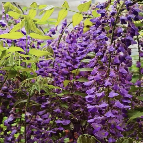 Graines glycine violette - 6,