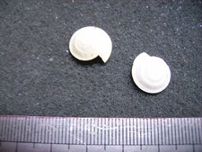 104.03 L - SOLARIUM PATULUM - FOSSILE DU BASSIN PARISIEN