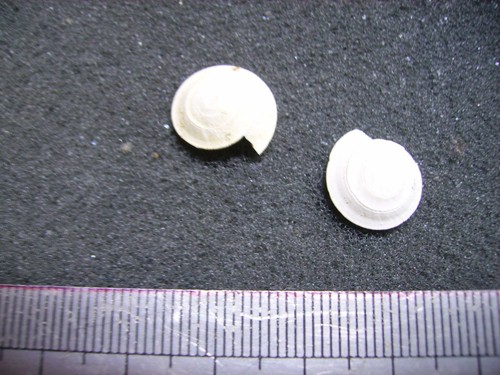 104 solarium patulum - 104.03,