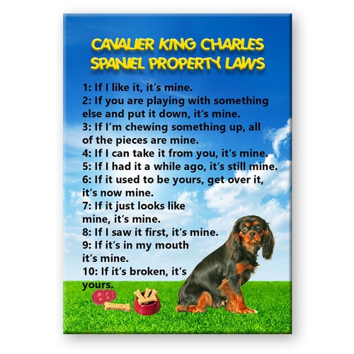 Cavalier king charles spaniel - king,