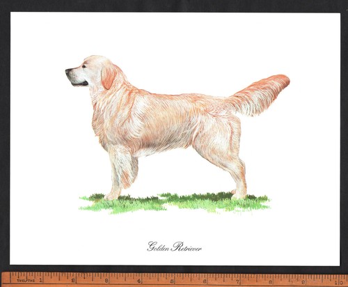 Golden retreiver dog - golden,