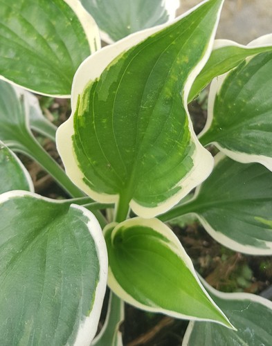 Hosta fortunei patriot lis - hosta,