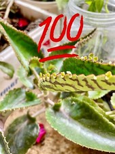 Kalanchoe daigremontiana plante vivipare ➤ Mother of Thousands 🌿🌟