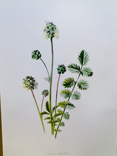 Chromolithographie plantes - chromolithographie,