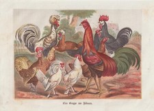 Un Groupe De Poules Coq Poule