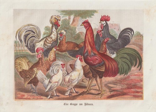 Groupe poules coq poule - un, de