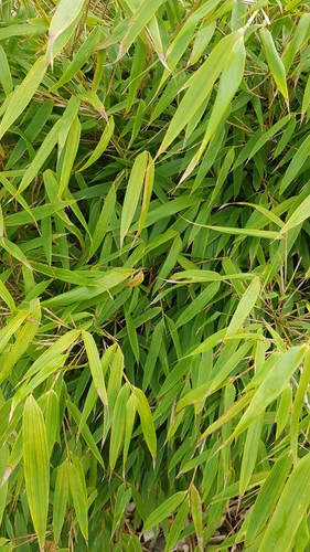 Fargesia robusta pingwu - fargesia, /