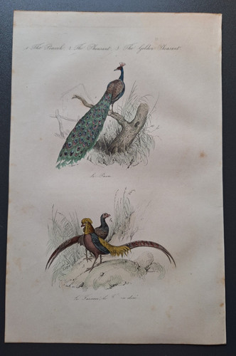Gravure oiseau rehaussé - gravure, 19°