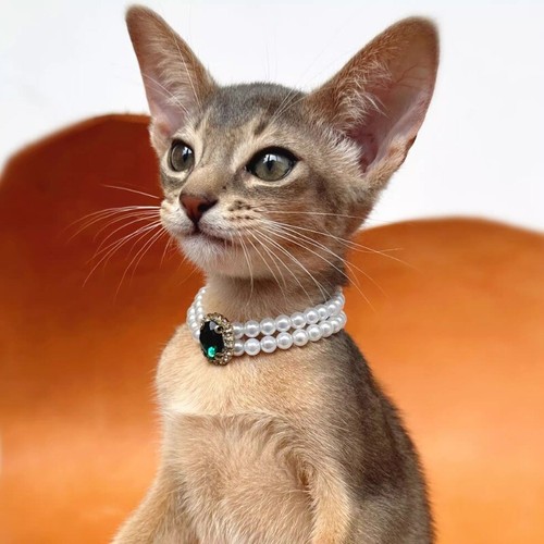 Chat faux perle chaîne - perle,