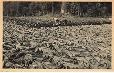 BELGIUM #MK35437 FRAHAN SUR SEMOIS LA RECOLTE DU TOBACCO