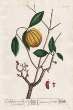 Malabar-Tamarinde Gambooge Tree Carcapuli Herbes Blackwell Livre D'Herbes