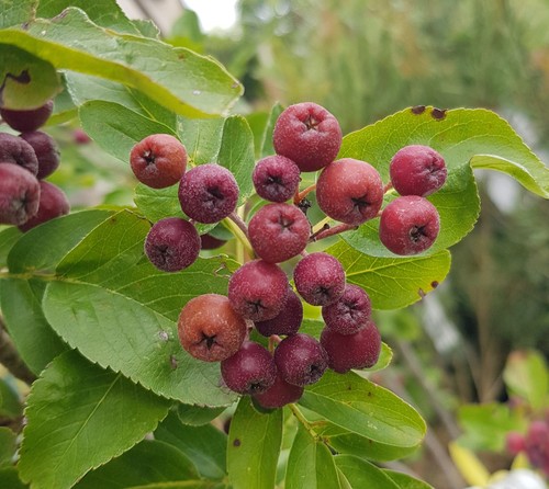 Sorbus fallax burka godet - sorbus, 'burka'