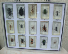 coffret de 15 insectes sous