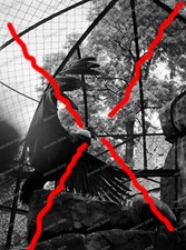 Negative Berlin Zoological Garden Bird of Predator Aviaries Animal WW2-24