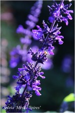 Salvia Mystic Spires ° sauge