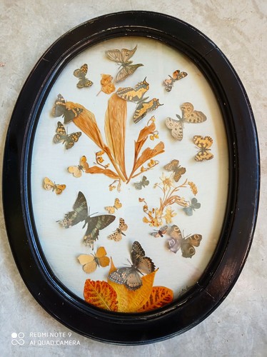 Herbier entomologie cabinet - herbier, entomologie.cabinet
