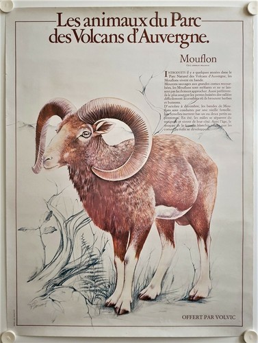 Affiche mouflon illustr f - mouflon,