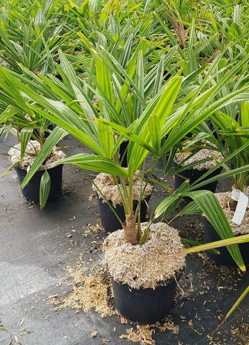 Trachycarpus fortunei - , /