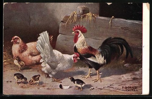 Coq avec poules - , poussins