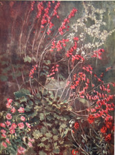 Flowers - Heuchera Sanguinea by Anna Lea-Merritt - Antique Print 1909