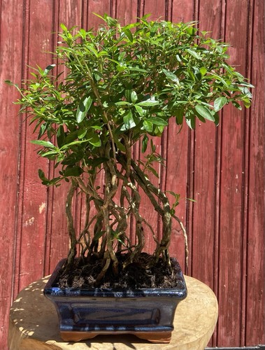 Bonsaï serissa foetida 7ans - serissa,